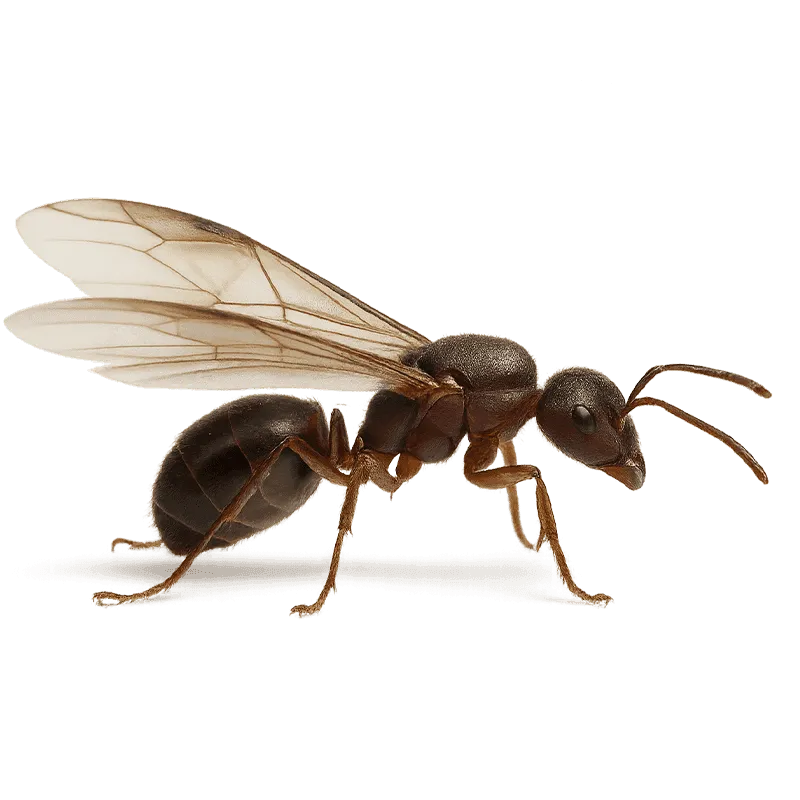 immagine di una formica alata