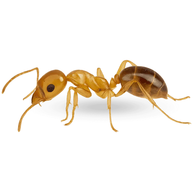 immagine di una formica faraone