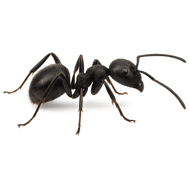 Formica nera vista di profilo