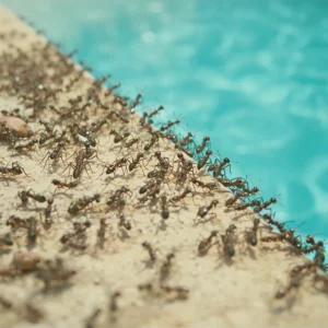 Infestazione di formiche in piscina