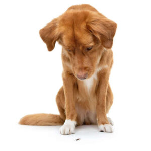 Cane marrone osserva una formica sul pavimento